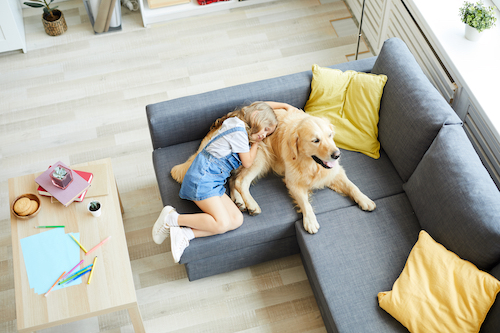 7 ways to make moving house easier for your pets