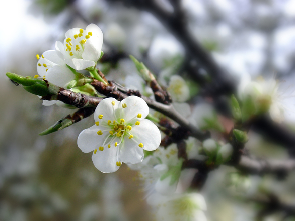 Spring into action – why now is the ideal time to move house
