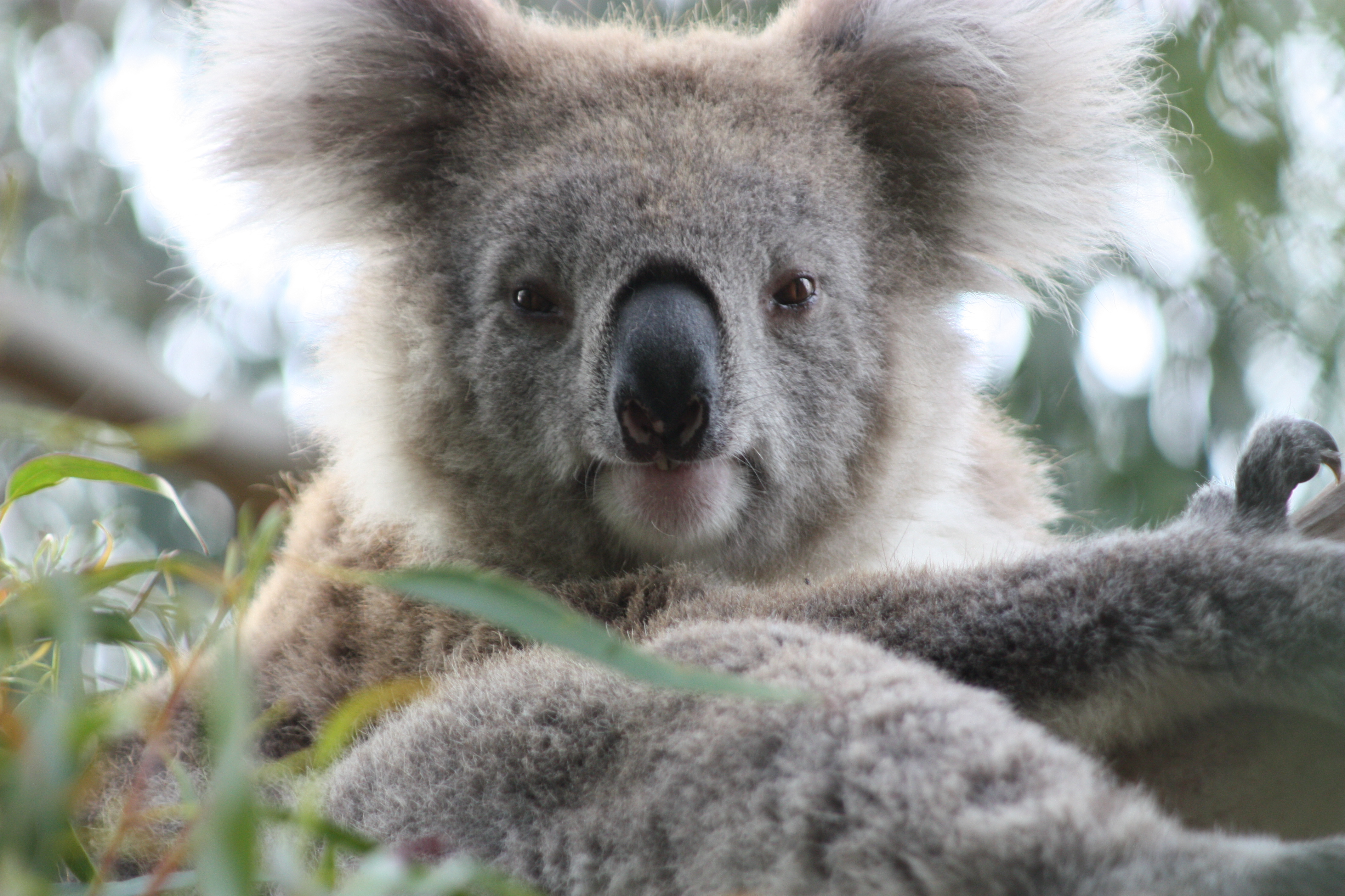 Happy Australia Day! Thinking of moving home to Australia and joining the celebrations permanently?